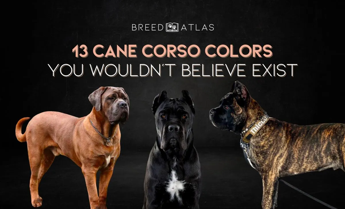 cane corso colors