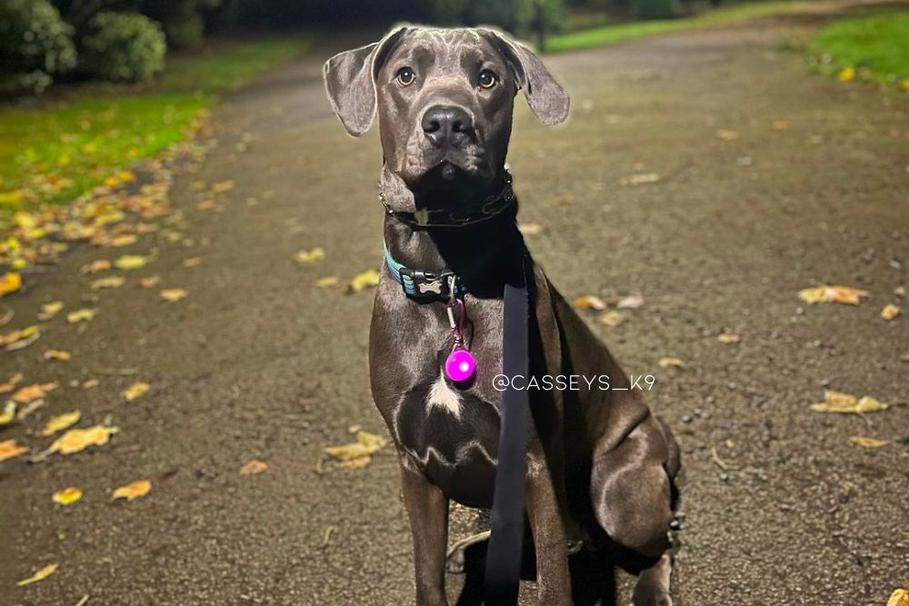 cane corso doberman mixed dog breed