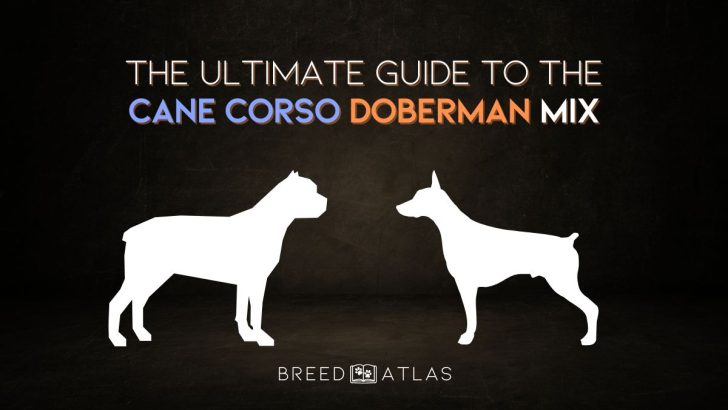 The Ultimate Guide To The Cane Corso Doberman Mix