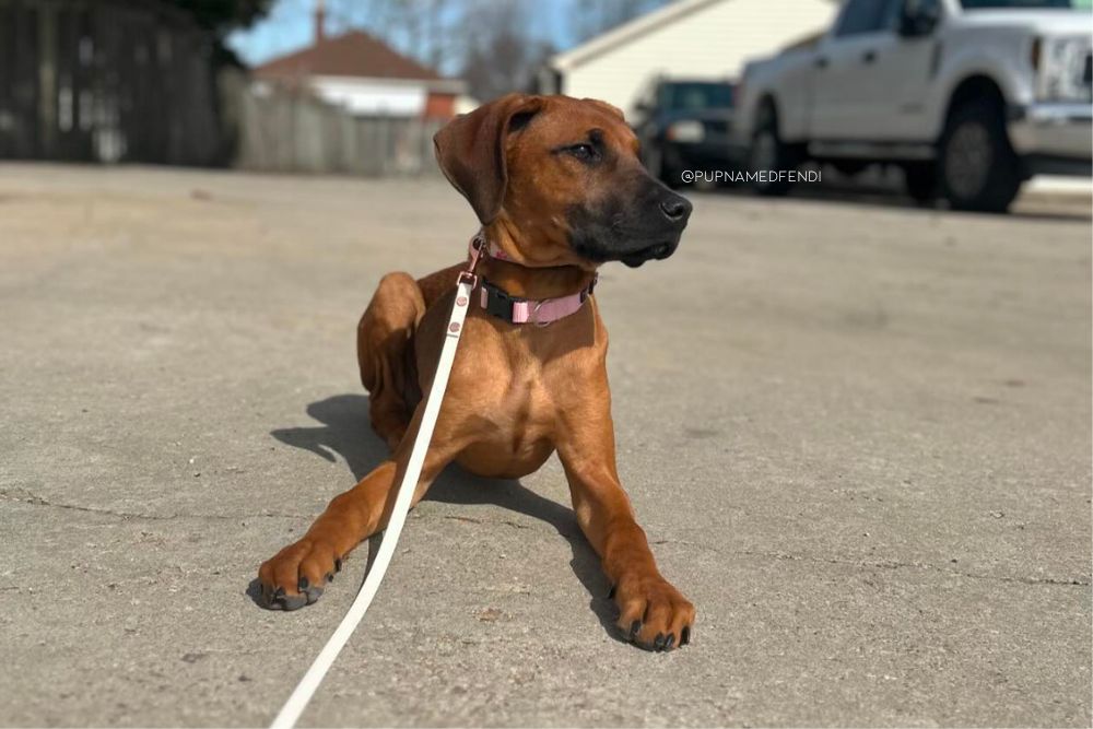 cane corso doberman mix