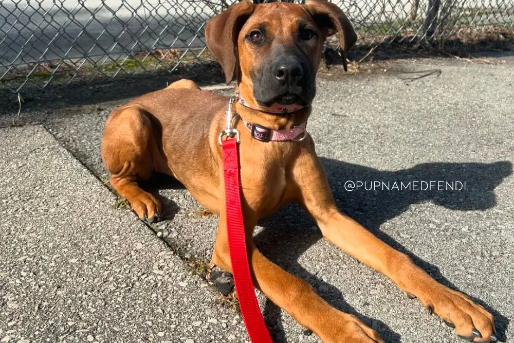 cane corso doberman mix