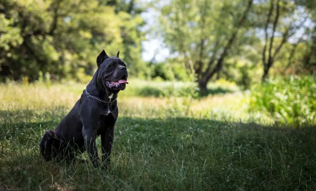 cane corso dog breed