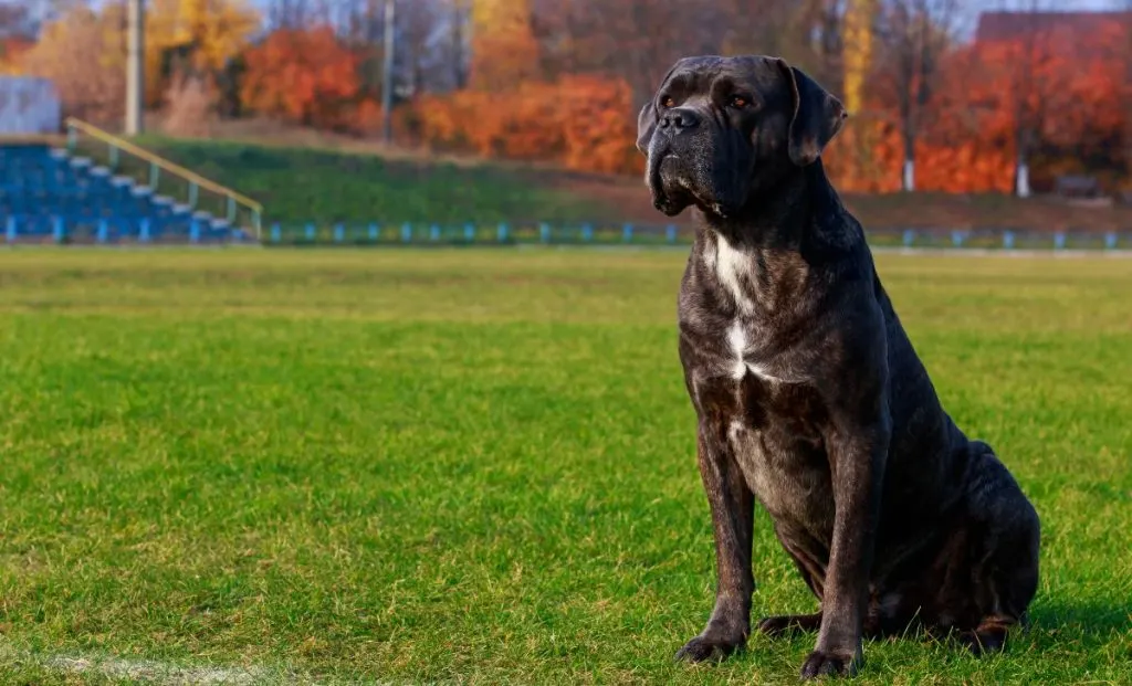 cane corso dog breed