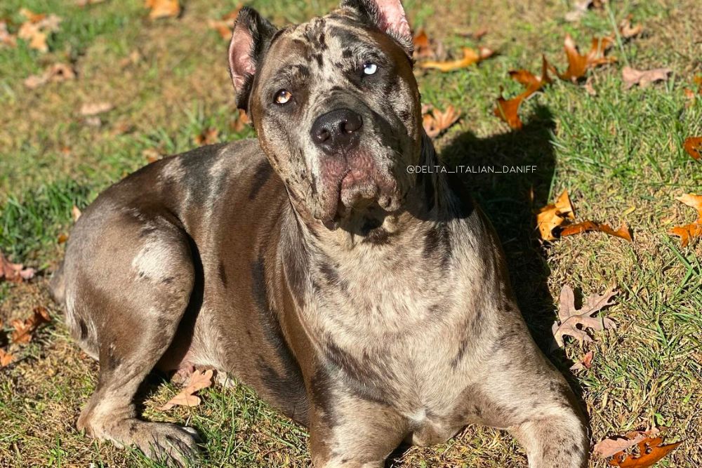 cane corso great dane mix