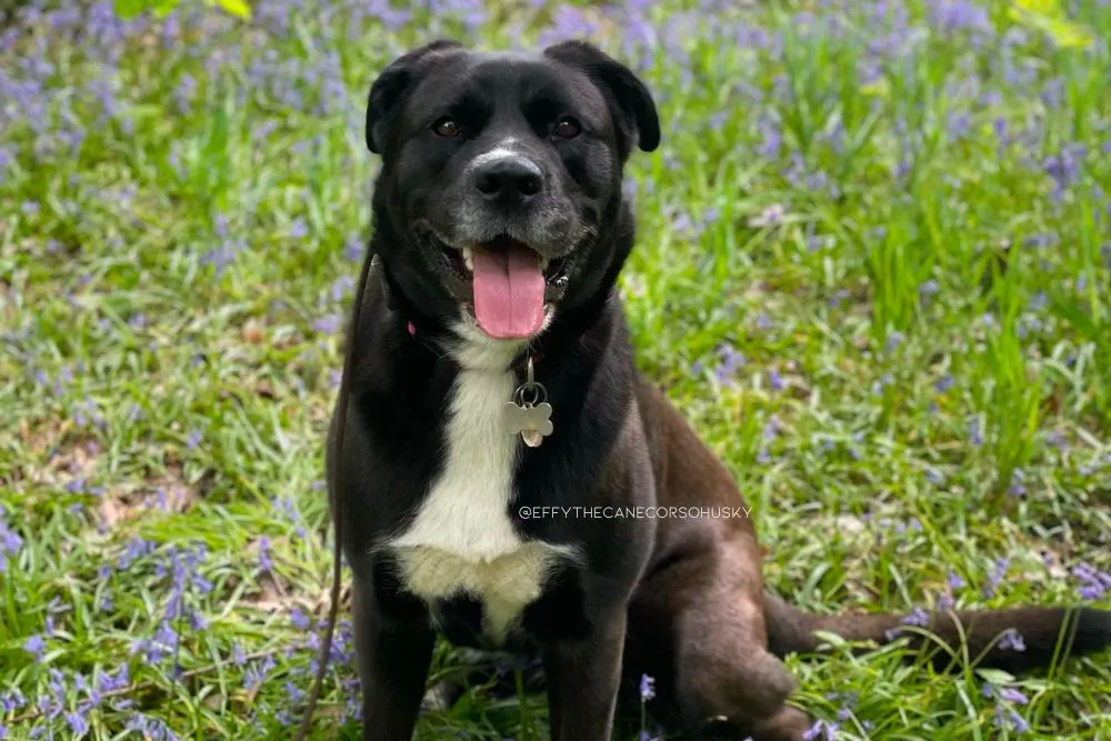 cane corso husky mix