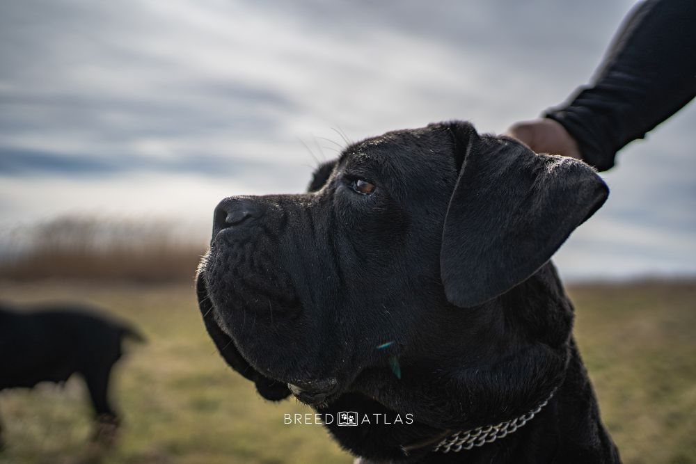 cane corso in nature