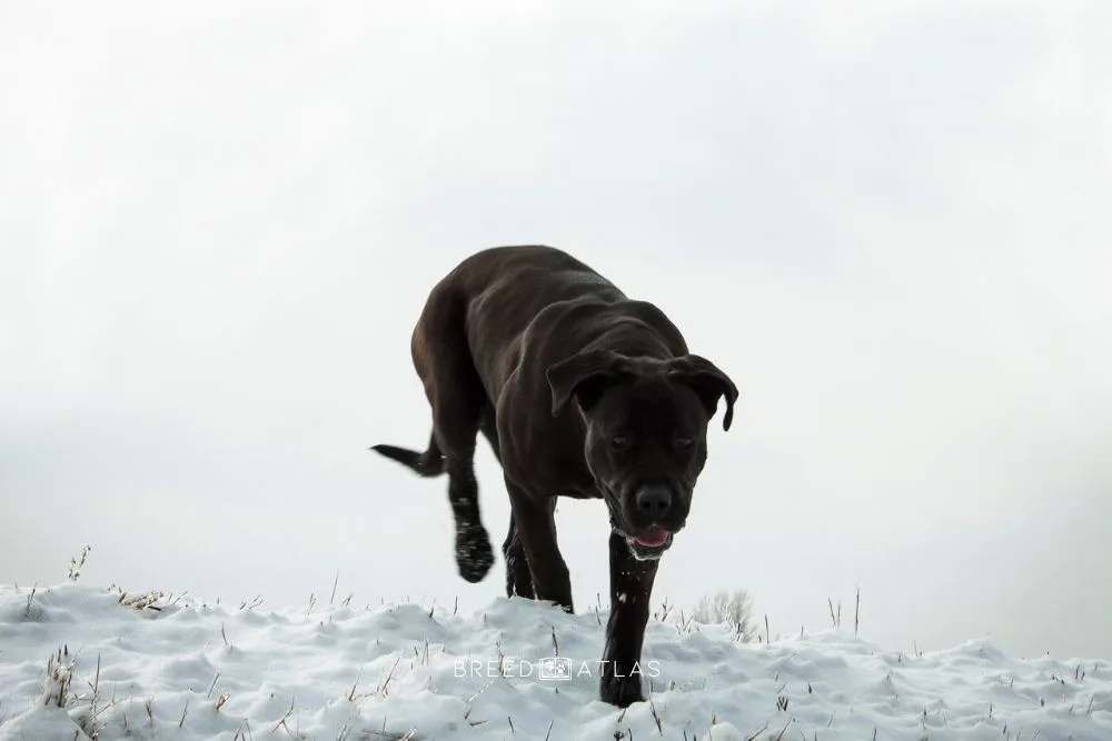 cane corso in nature