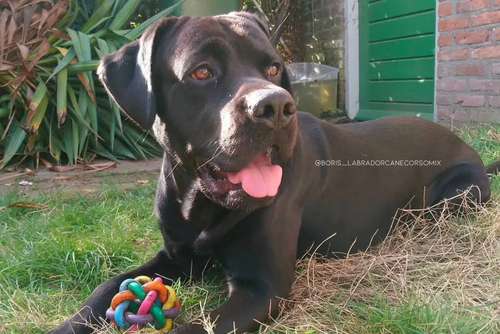 cane corso labrador mix