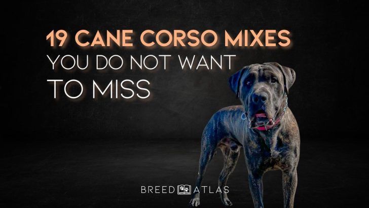 19 Cane Corso Mixes You Do Not Want To Miss
