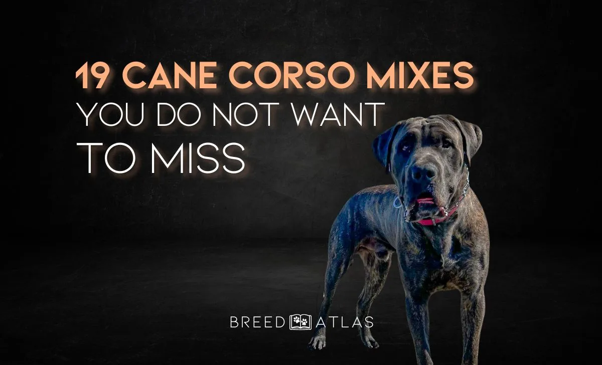 19 cane corso mixes