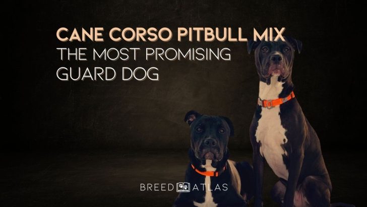 Meet The Cane Corso Pitbull Mix, The Most Promising Guard Dog