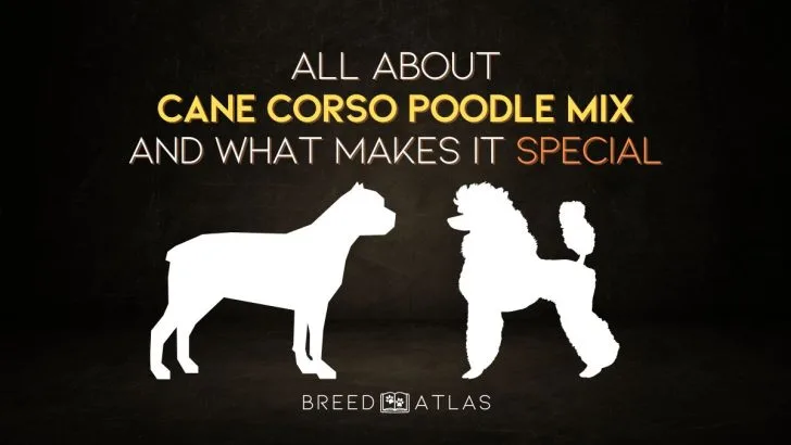 All About Cane Corso Poodle Mix And What Makes It Special