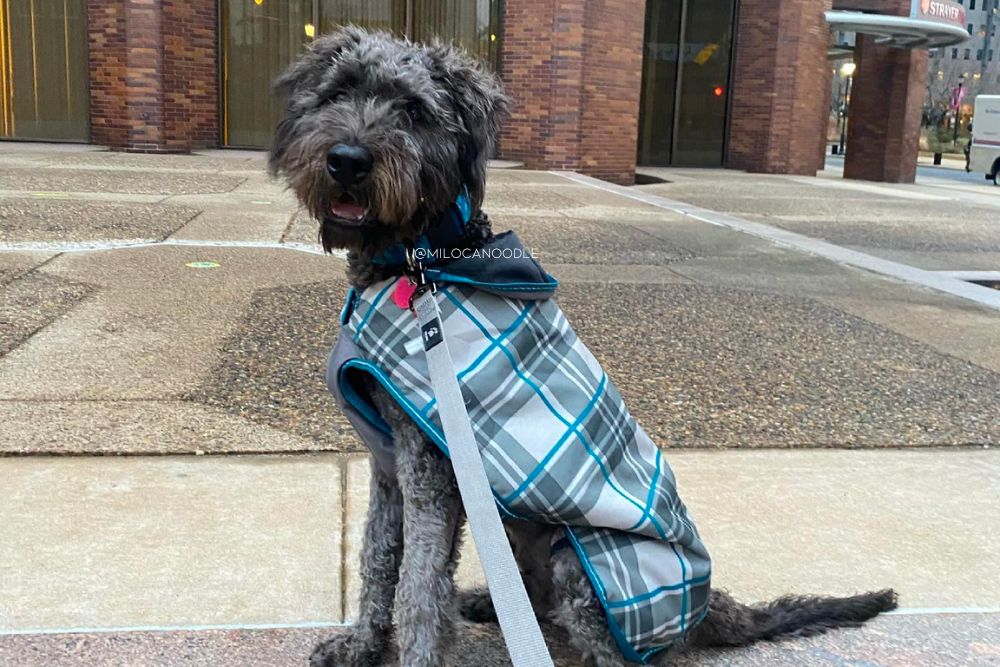 cane corso poodle mix