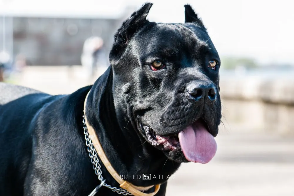 cane corso portrait