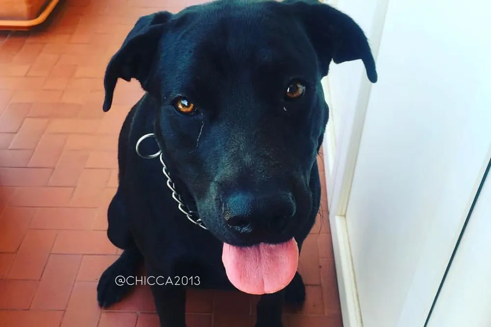 cane corso x doberman mix