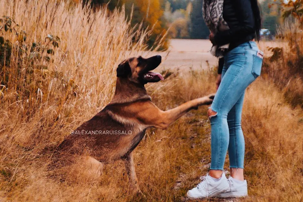 cane corso x german shepherd dog