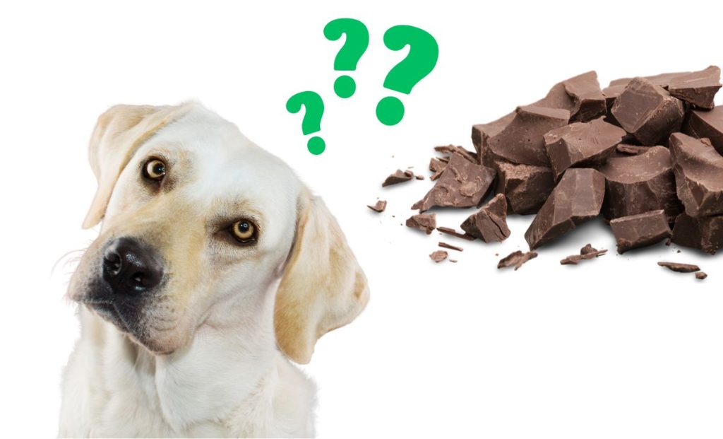 cant dogs eat chocolate