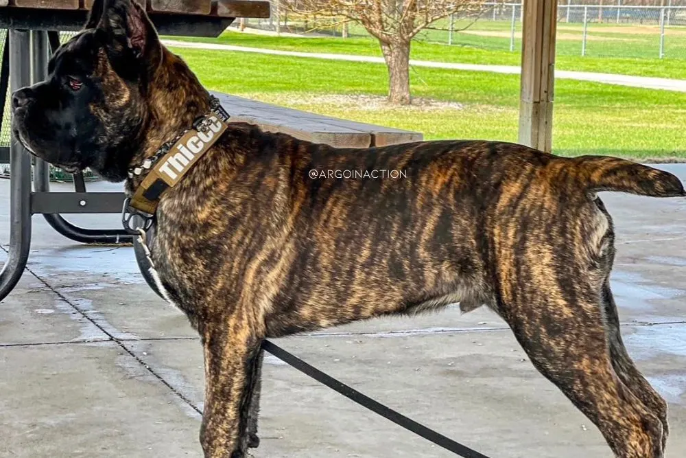 chestnut brindle cane corso