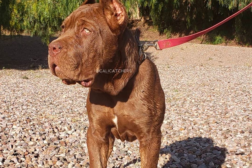 chocolate cane corso