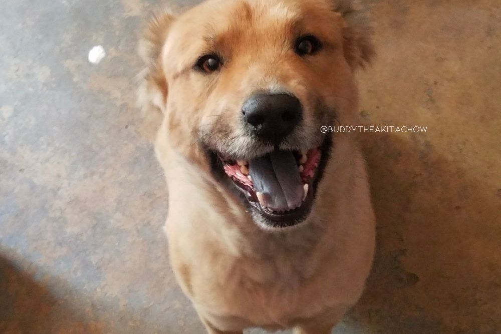 chow chow akita mix