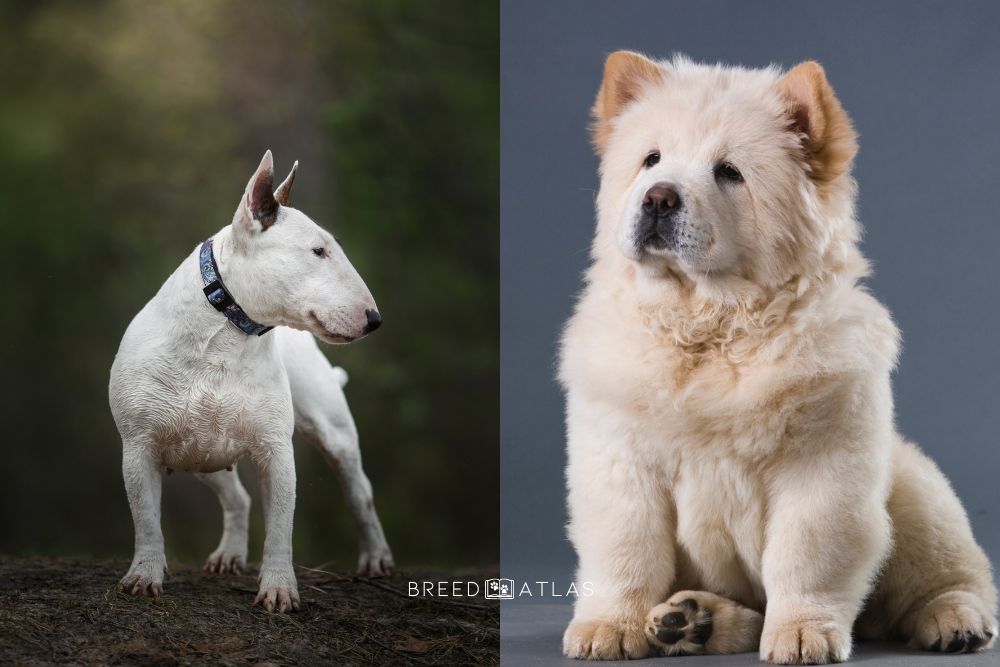 chow chow and bull terrier dog breeds