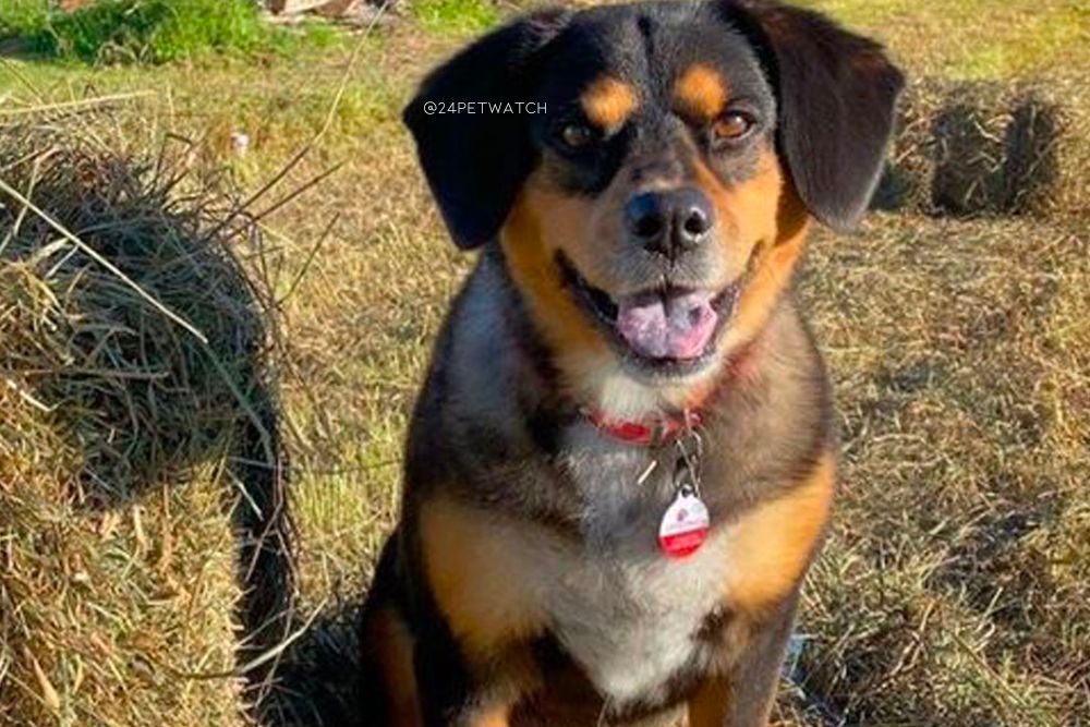 chow chow beagle mix