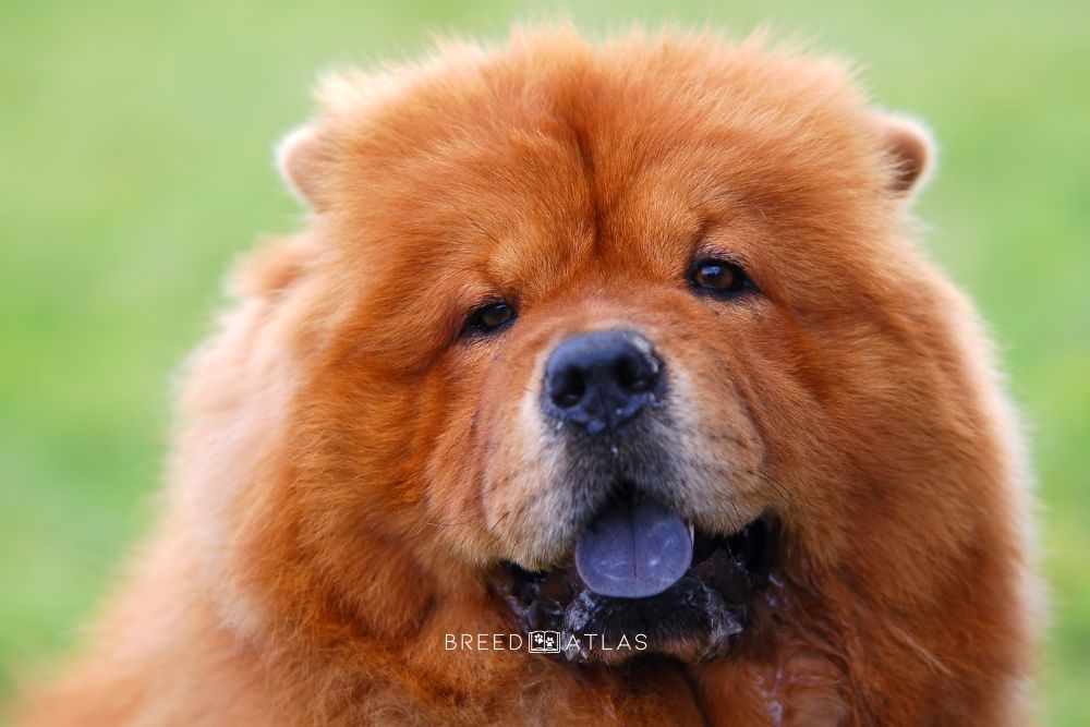 chow chow blue tongue color