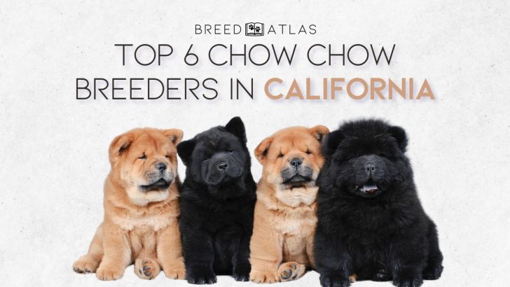 Top 6 Chow Chow Breeders In California