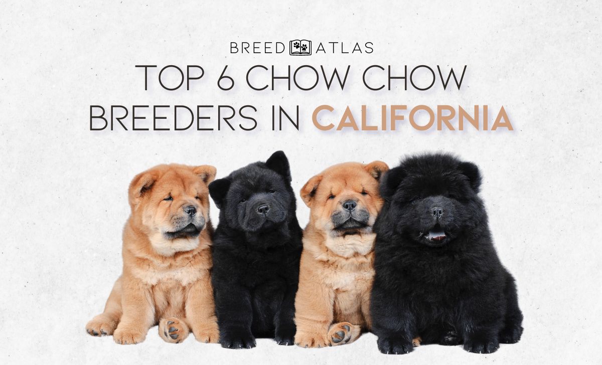 chow chow breeders in california