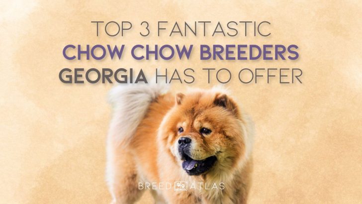 Top 3 Fantastic Chow Chow Breeders Georgia Has To Offer