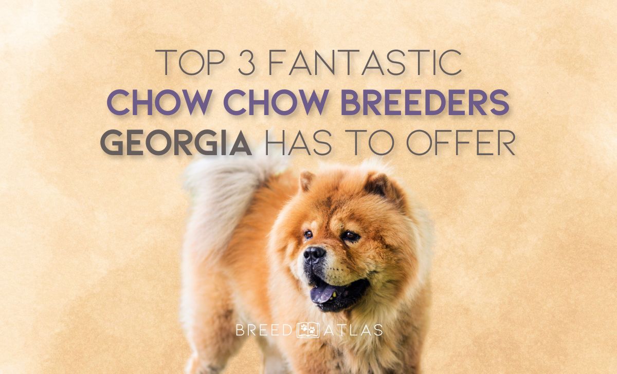 best chow chow breeders in georgia