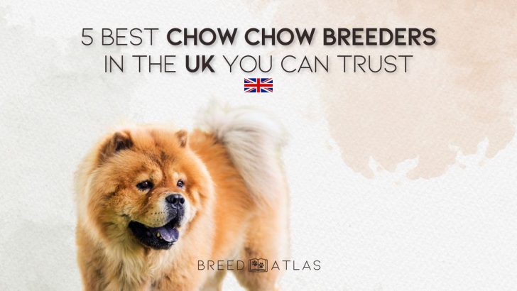 5 Best Chow Chow Breeders In The UK You Can Trust