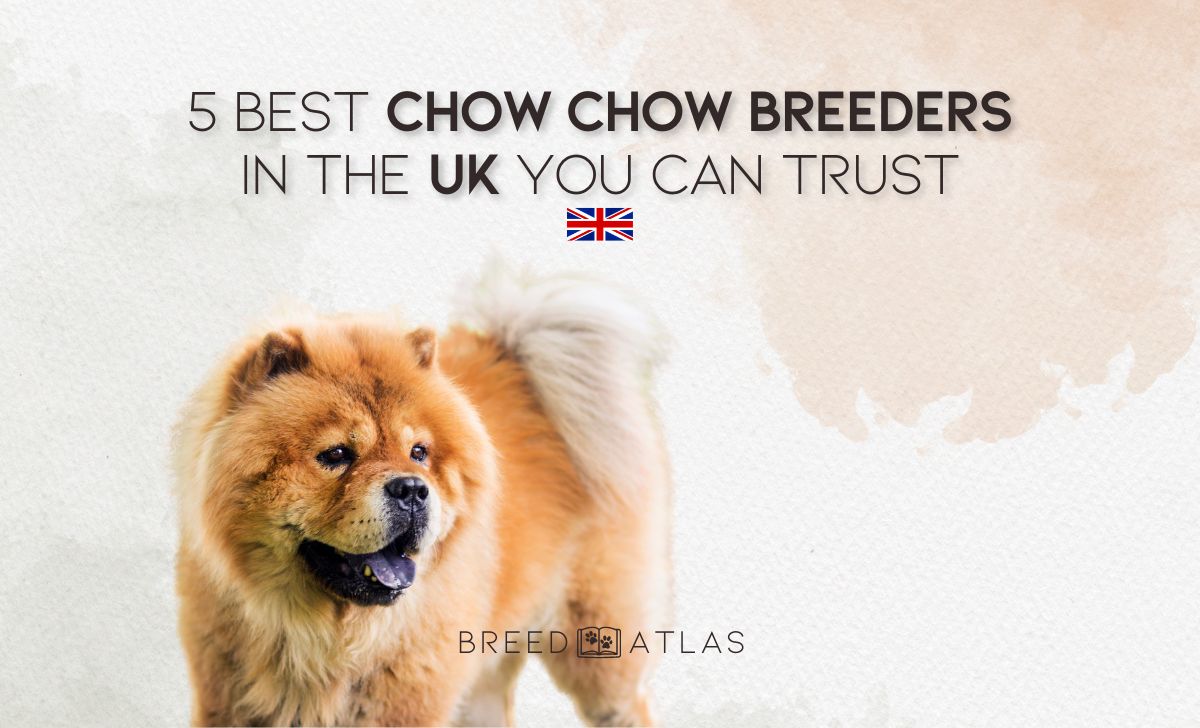 chow chow breeders in the uk