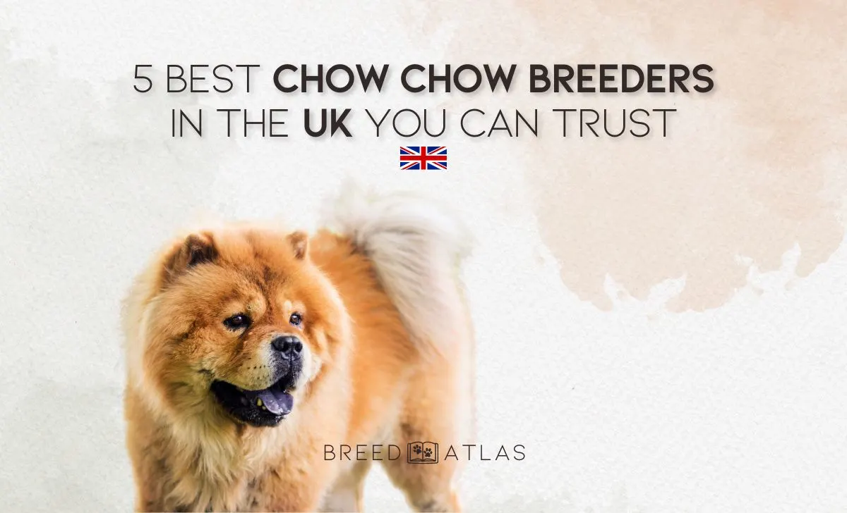 chow chow breeders in the uk