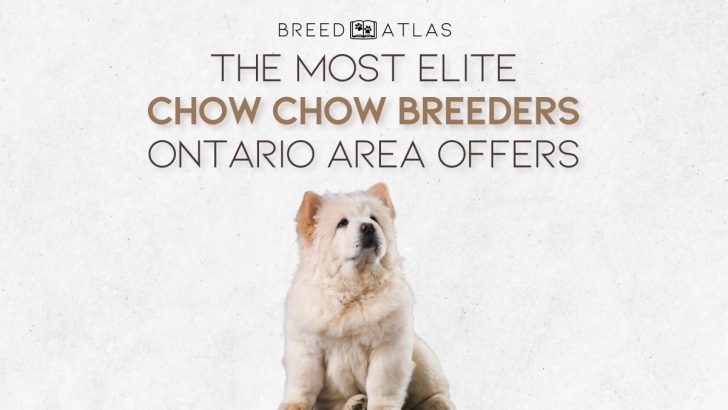 The Most Elite Chow Chow Breeders Ontario Area Offers