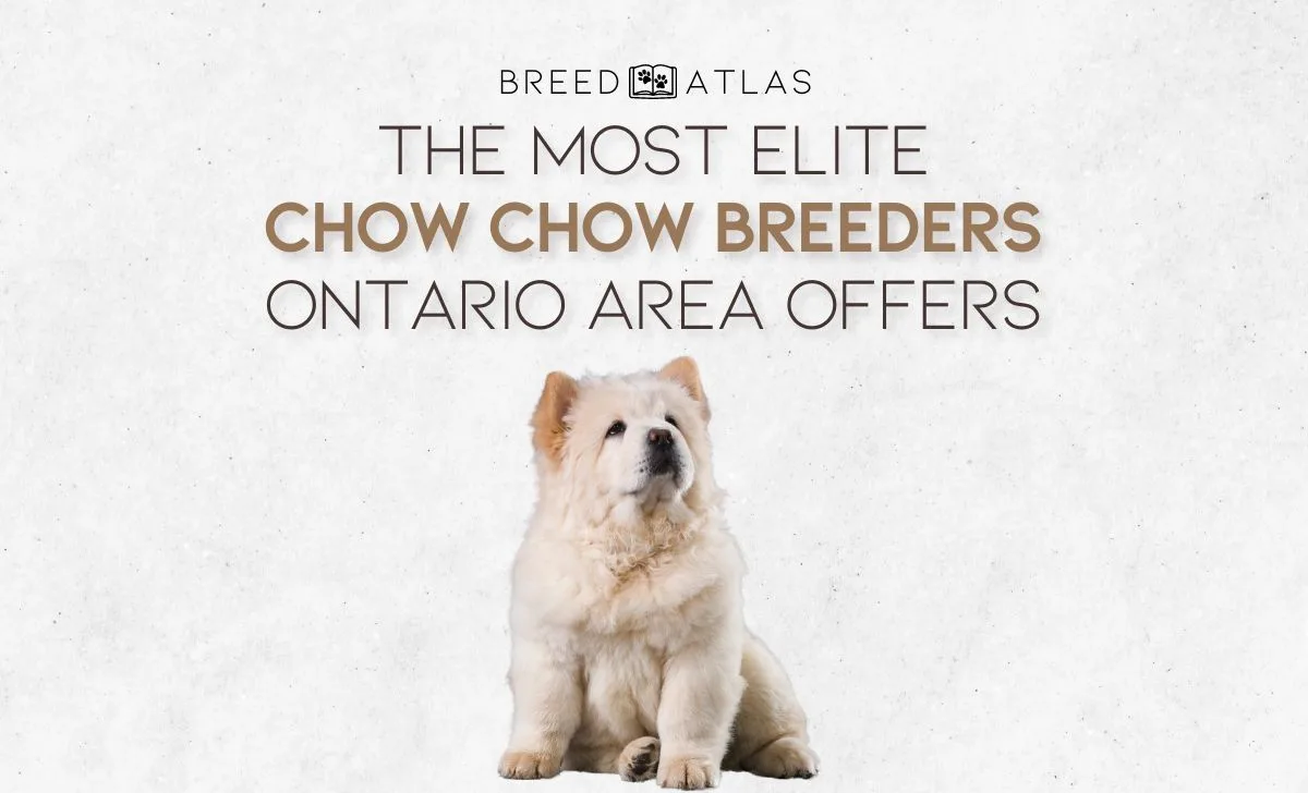 chow chow breeders ontario