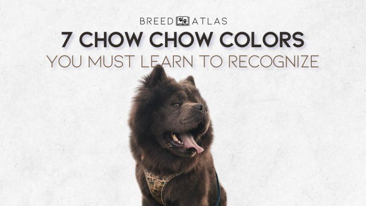 7 Chow Chow Colors You Must Learn To Recognize