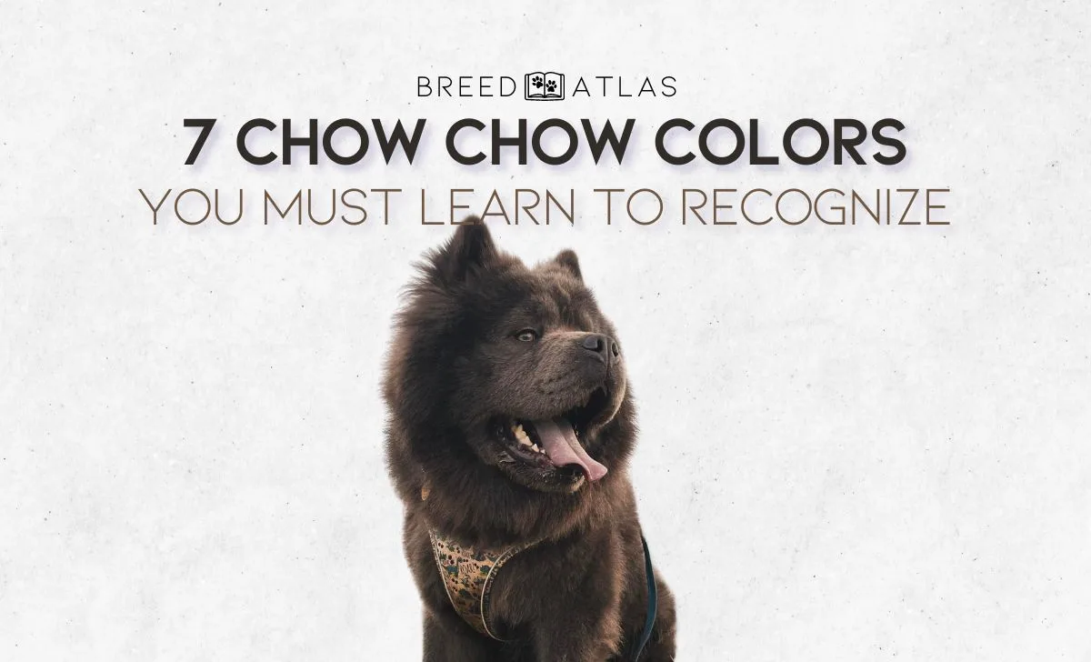 chow chow colors