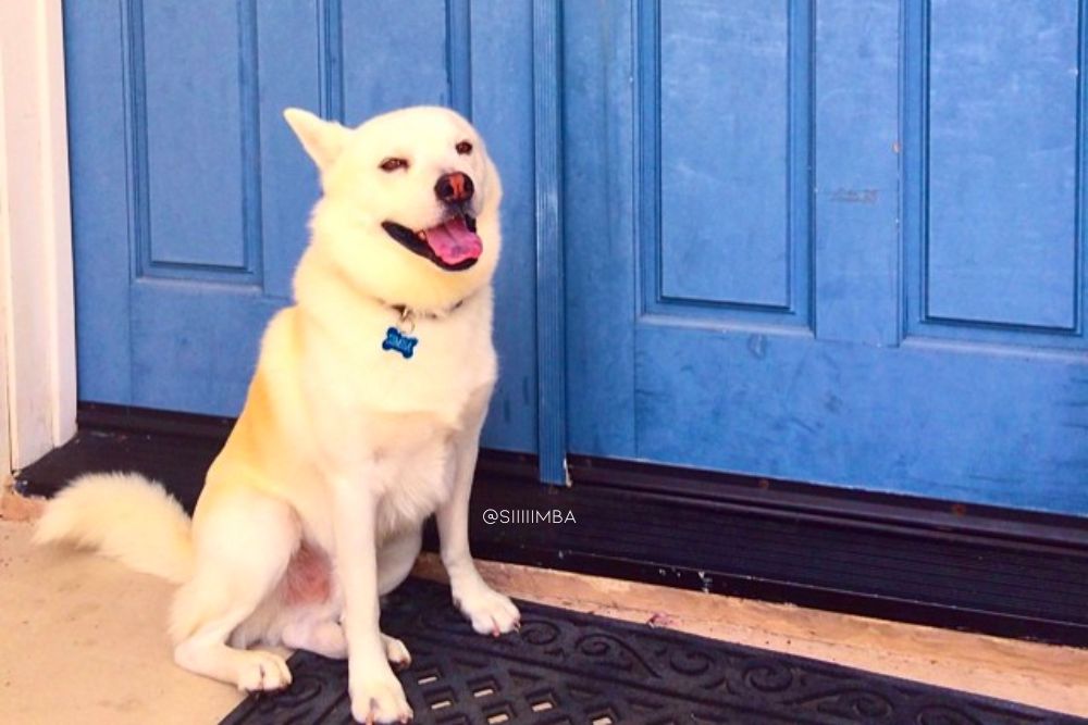 chow chow corgi mix