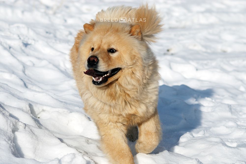 chow chow dog in snow