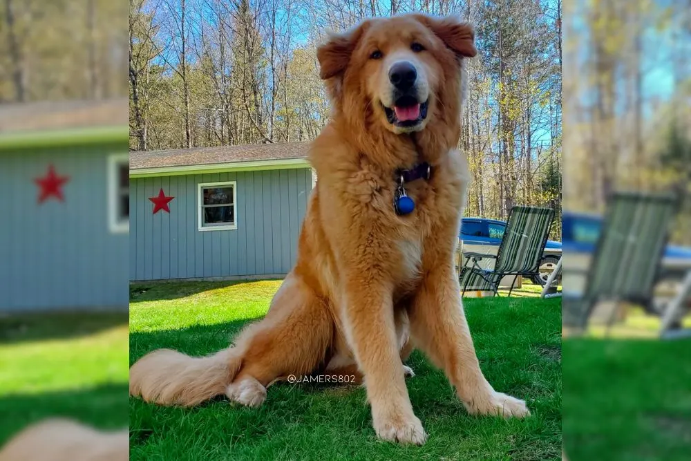 chow chow great pyrenees mix