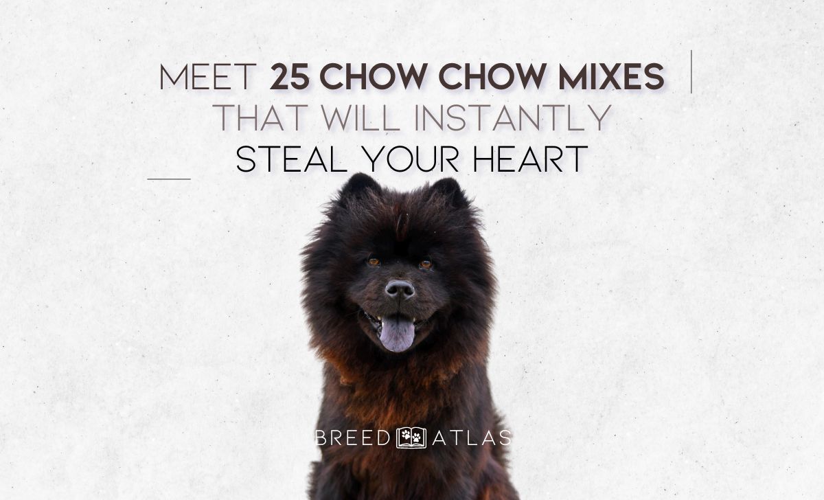 Meet 25 Chow Chow Mixes That Will Instantly Steal Your Heart