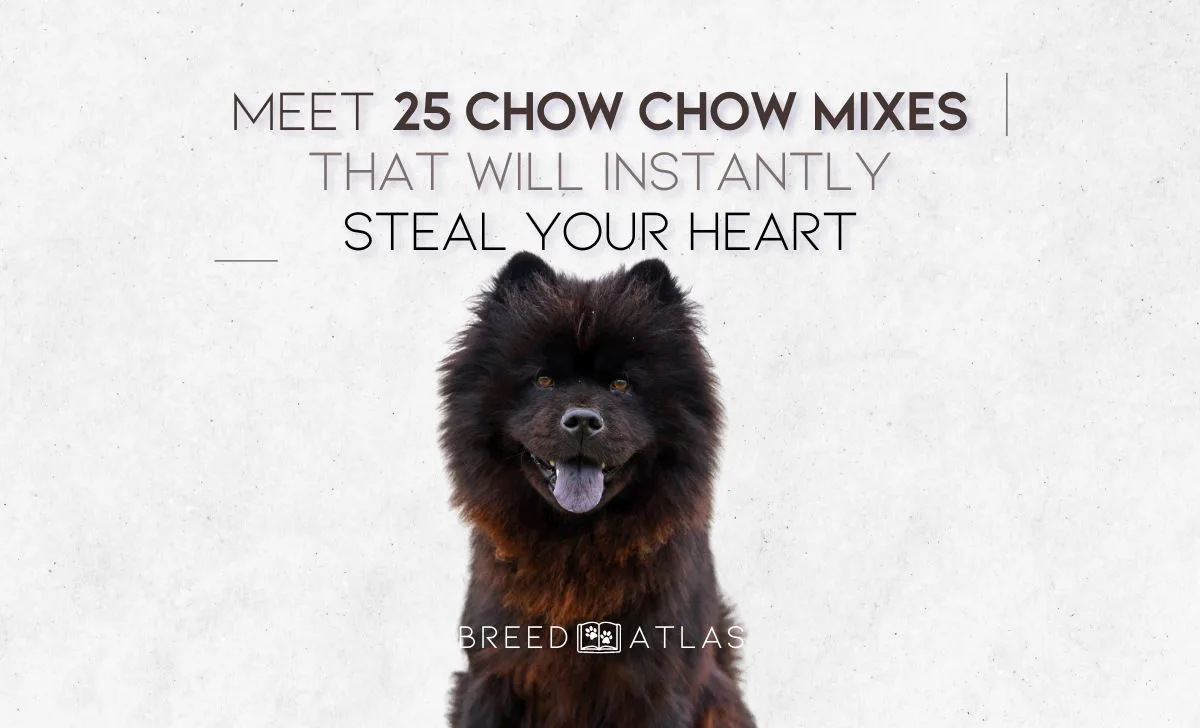 25 chow chow mixes