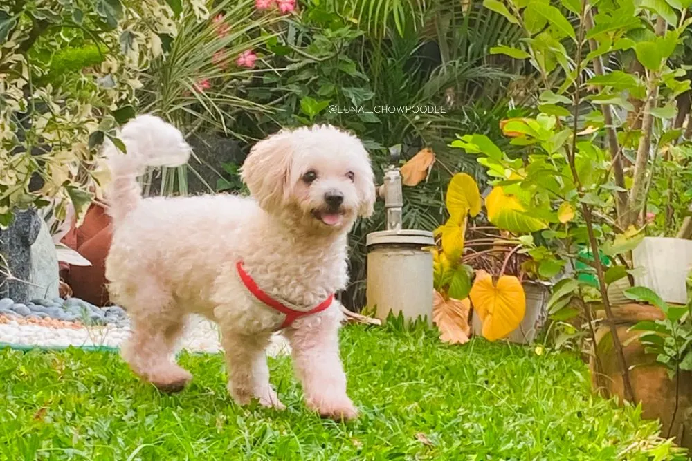 chow chow poodle mix