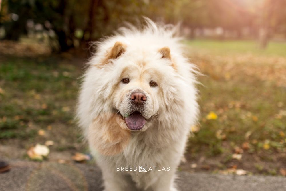 chow chow portrait in nature