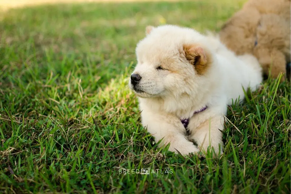 chow chow puppy laying on grass