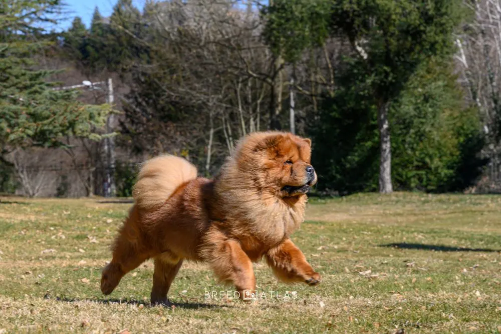 chow chow running in nature