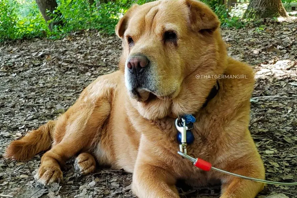 chow chow shar pei mix