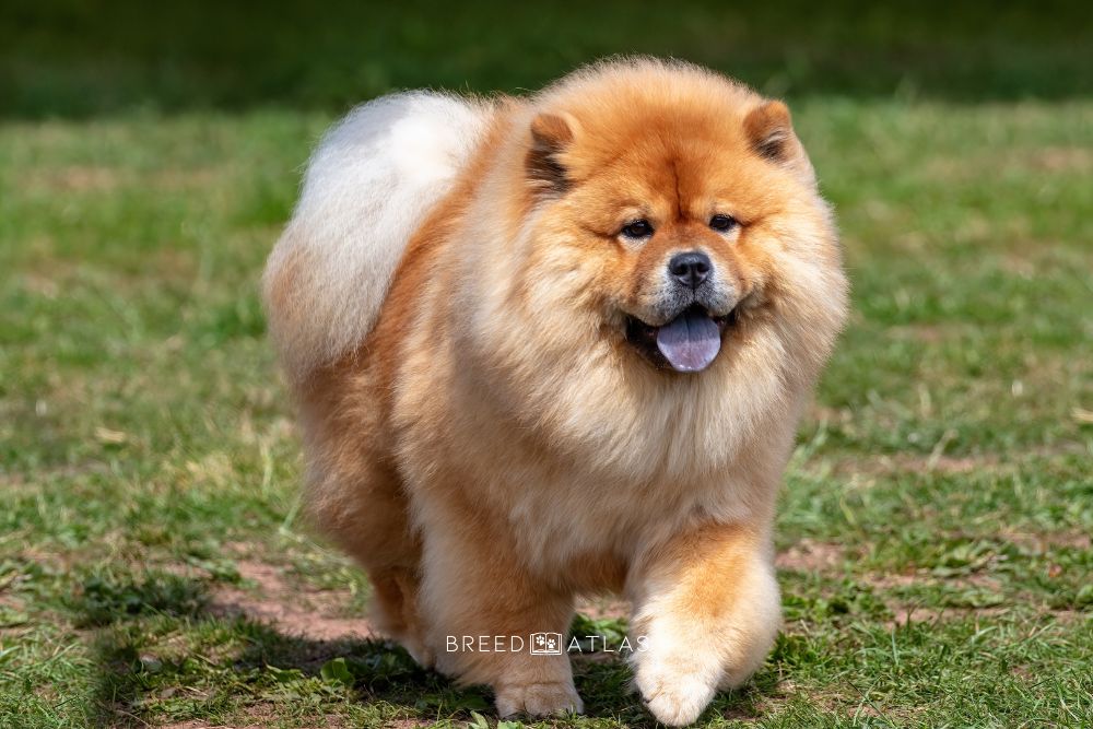 chow chow training in nature 