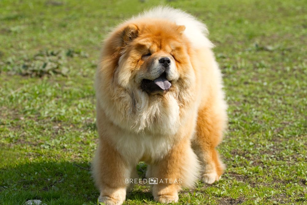 chow chow training in nature